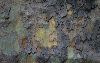Tree Bark Wallpaper
