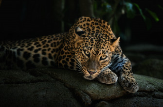 4k Leopard Wallpaper HD Animals Image