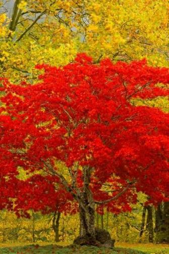 Wallpaper Tree Red Autumn Unique iPhone 4s HD