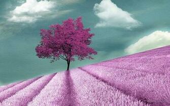 Purple Tree Wallpaper