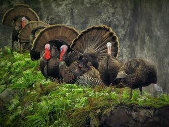 Nwtf Wallpaper Top Background