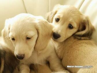 Miniature Dachshund Wallpaper