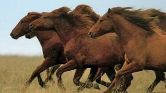Horses HD Wallpaper For Desktop Laptop The