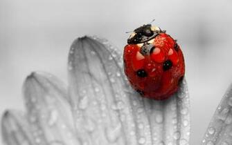 Ladybug Animals Wallpaper