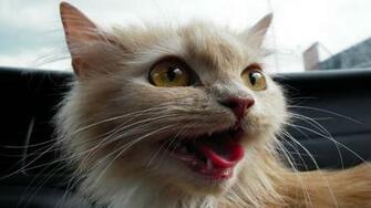 Animals Ugly Funny Cat HD Wallpaper For Mobile iPhone Windows