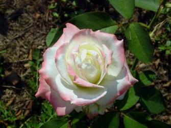White Pink Rose Wallpaper Me