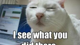 Lolcat Wallpaper Wallpoper