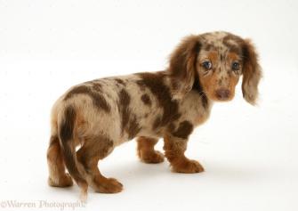 Dachshund Pup White Background Puppies Photo Shared By Myrwyn29