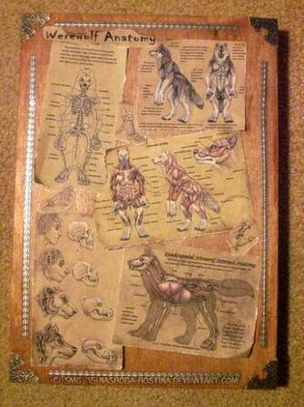 Werewolf Anatomy Remnants By Nashoba Hostina