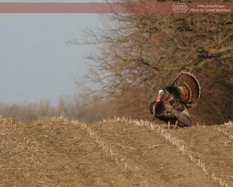 Deer Turkey Forest Upland Wildlife Grasslands Waterfowl