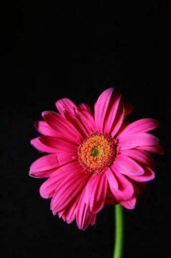 Hot Pink Gerber Daisy Wallpaper iPhone