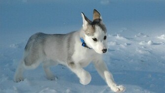 Dog Wallpaper