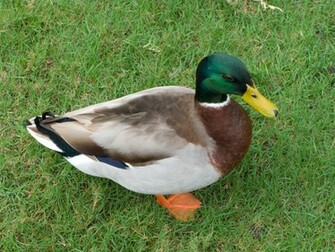 Mallard Duck Stock Photo HD Public Domain Pictures