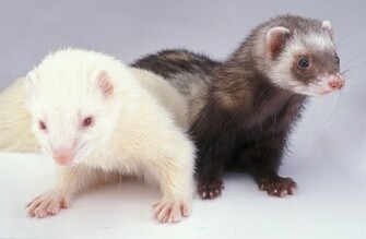 Animal Wallpaper Ferret