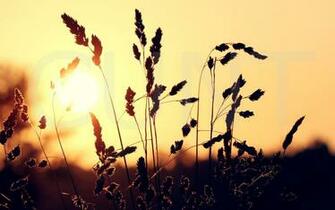 Subtle Offensive Desktop Background Gf General Forum The
