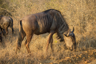 Wildebeest Wallpaper