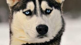 Husky Puppy Image Wallpaper HD Background Desktop