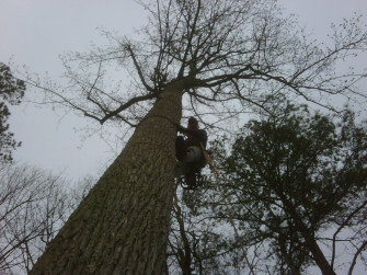 Matthews Tree Care Wake Forest Nc