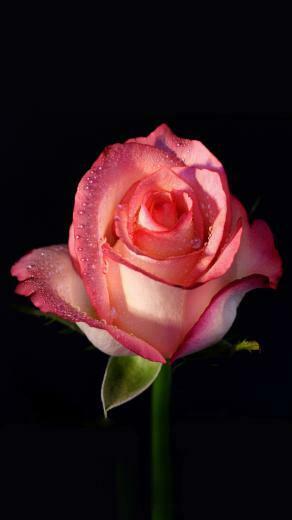 Pink Rose iPhone Wallpaper