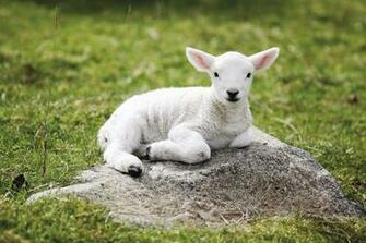 Lamb Wallpaper Background Image Hippowallpaper