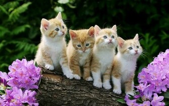 Kitten Achtergronden Jonge Katjes HD Kittens Wallpaper Foto Jpg