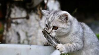 Funny Cats Wallpaper