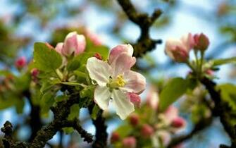 Apple Blossom Wallpaper