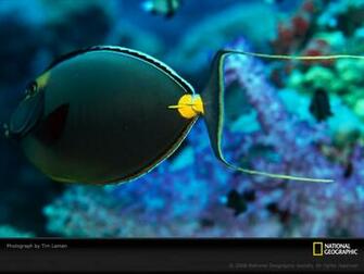Of The Day Picture Photography Wallpaper National Geographic