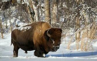 Animal American Bison Wallpaper