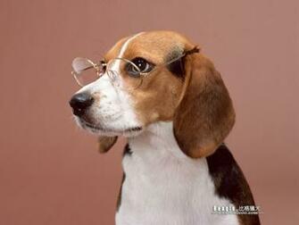Beagle Dog Photos Wallpaper No Desktop
