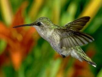 Humming Birds Screensaver Screensavers