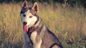 Husky Computer Wallpaper Desktop Background Id