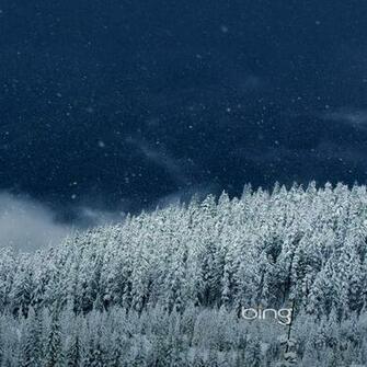 HD Bing Starry Night In Forest Wallpaper