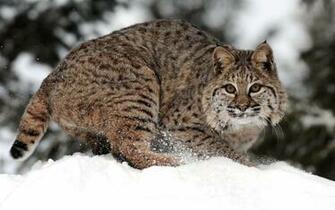 Bobcat Wallpaper For