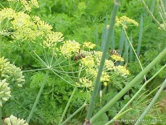 Gardening The Vegetable Patch Wallpaper