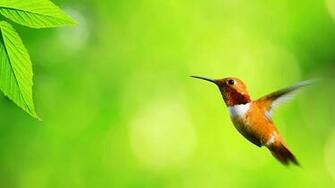 Animal HD Wallpaper Hebus Org High Definition