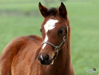 Springtime Foal Screensaver And Desktop Wallpaper