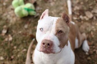 American Pitbull Wallpaper