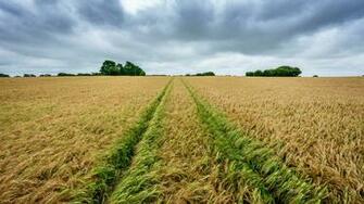Wallpaper Field Rye Spikelets Harvest