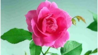 Wallpaper Rose Love Originals Flower Flowers Yahoo
