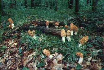 Gallery Yellow Morel Mushrooms