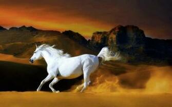 World Most Beautiful Horse Picture Wallpaper Funawake