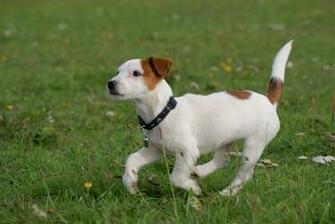 Running Jack Russell Terrier Wallpaper