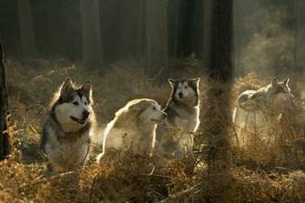 Wallpaper Dogs Forest Siberian Husky Dog Desktop