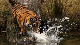 Tiger Super Photo Shoot Lying On Drink Water Animal Lovers Wallpaper
