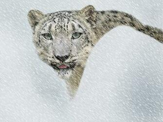 Net Photography Wallpaper Snow Leopard In Storm
