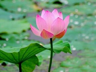 Pink Lotus Flower Wallpaper HD
