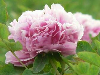 Peony Flower Wallpaper
