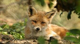 Fox Desktop HD Wallpaper
