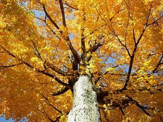 Photographed In October Of At Devil S Lake Wisconsin Using A